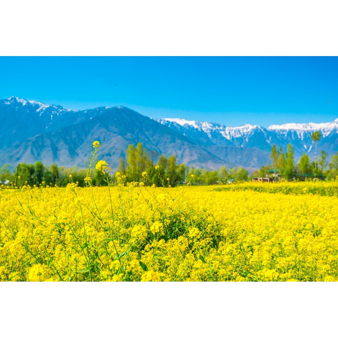 Tablou canvas Natura172, 90 x 60 cm