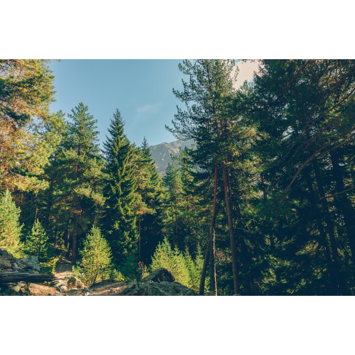 Tablou canvas Padure60 montana verde, 75 x 50 cm