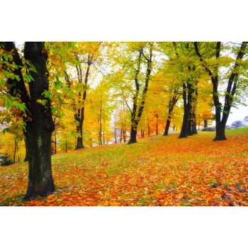 Fototapet de perete autoadeziv si lavabil Padure69 toamna, 220 x 135 cm Fototapet de perete autoadeziv si lavabil Padure69 toamna, 220 x 135 cm