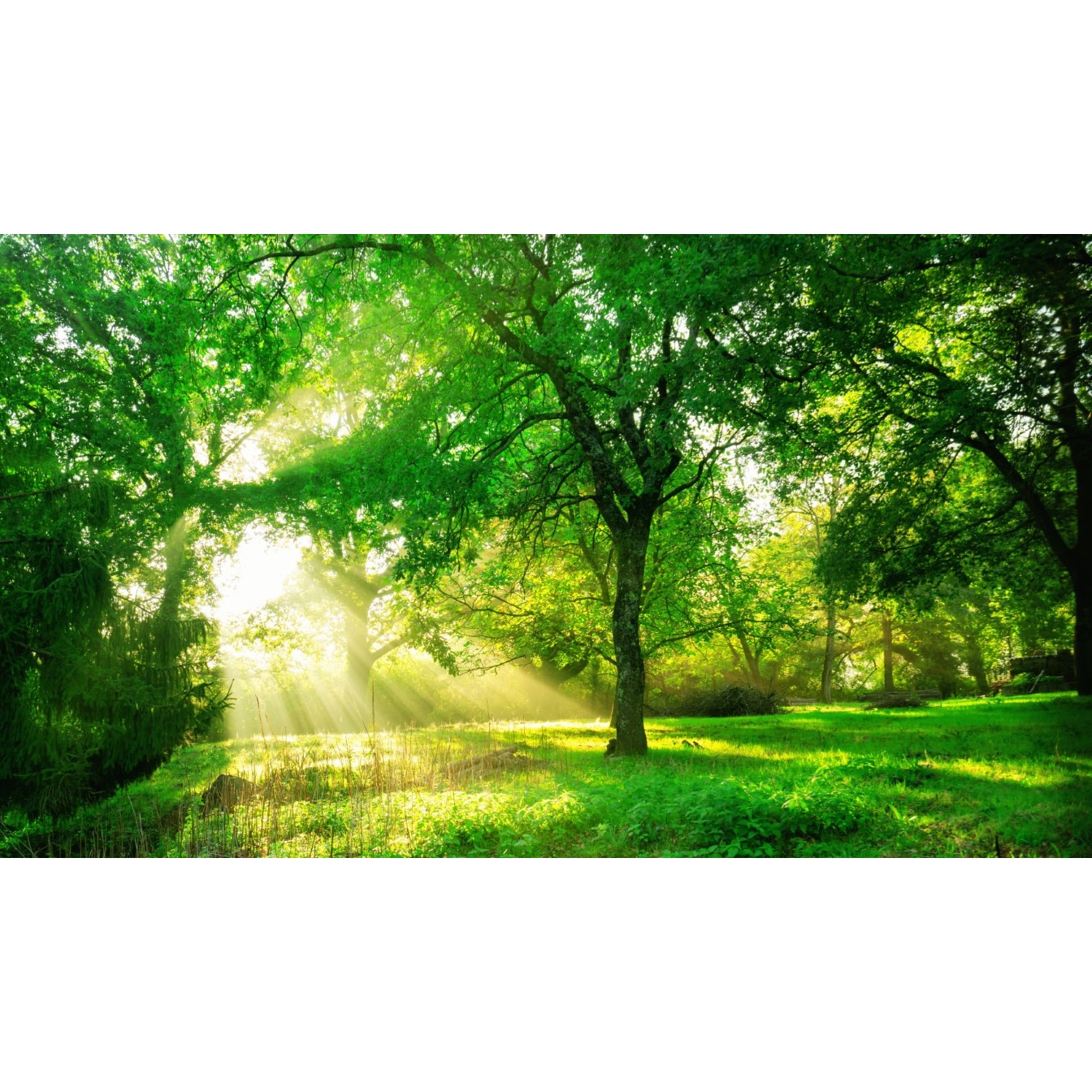 Tablou canvas Padure65 verde cu soare, 75 x 50 cm