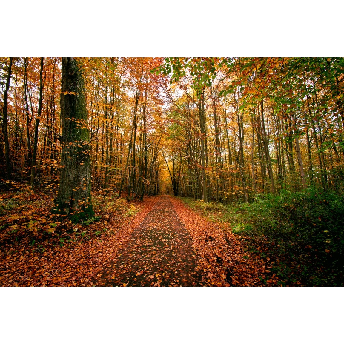 Tablou canvas Padure53 toamna, 105 x 70 cm