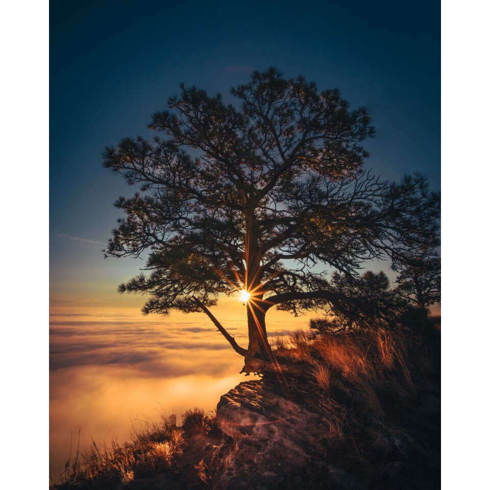 Tablou canvas Padure56 in asfintit, 70 x 105 cm