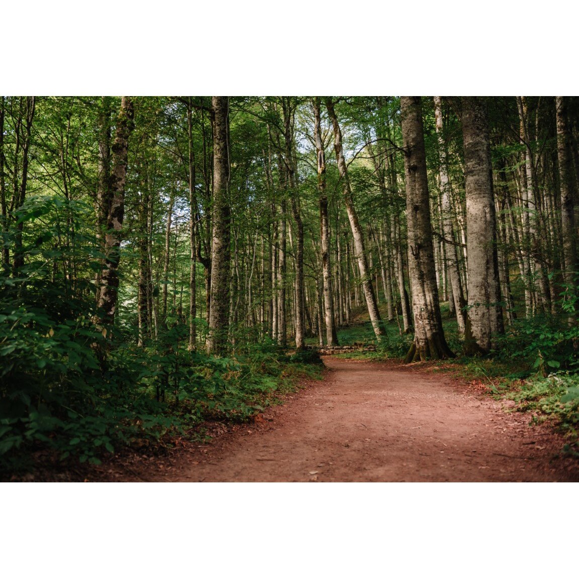 Tablou canvas Padure63 cu poteca, 75 x 50 cm