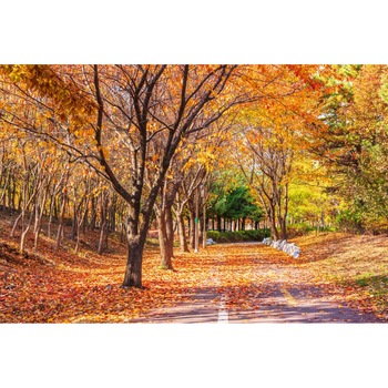 Tablou canvas Padure54 toamna, 45 x 30 cm Tablou canvas Padure54 toamna, 45 x 30 cm