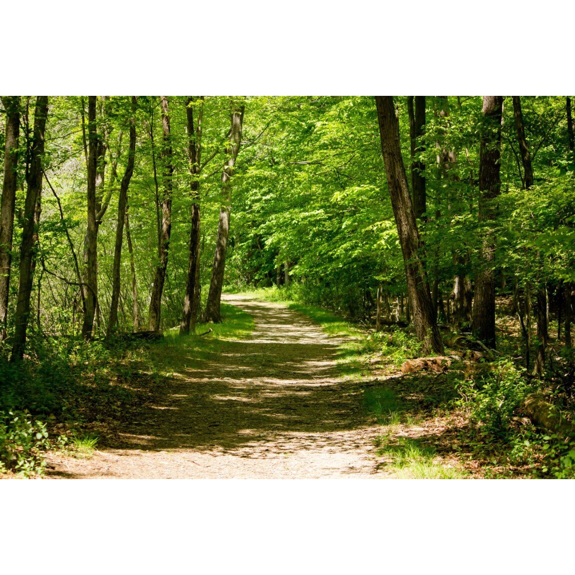 Tablou canvas Padure61 vara, 45 x 30 cm