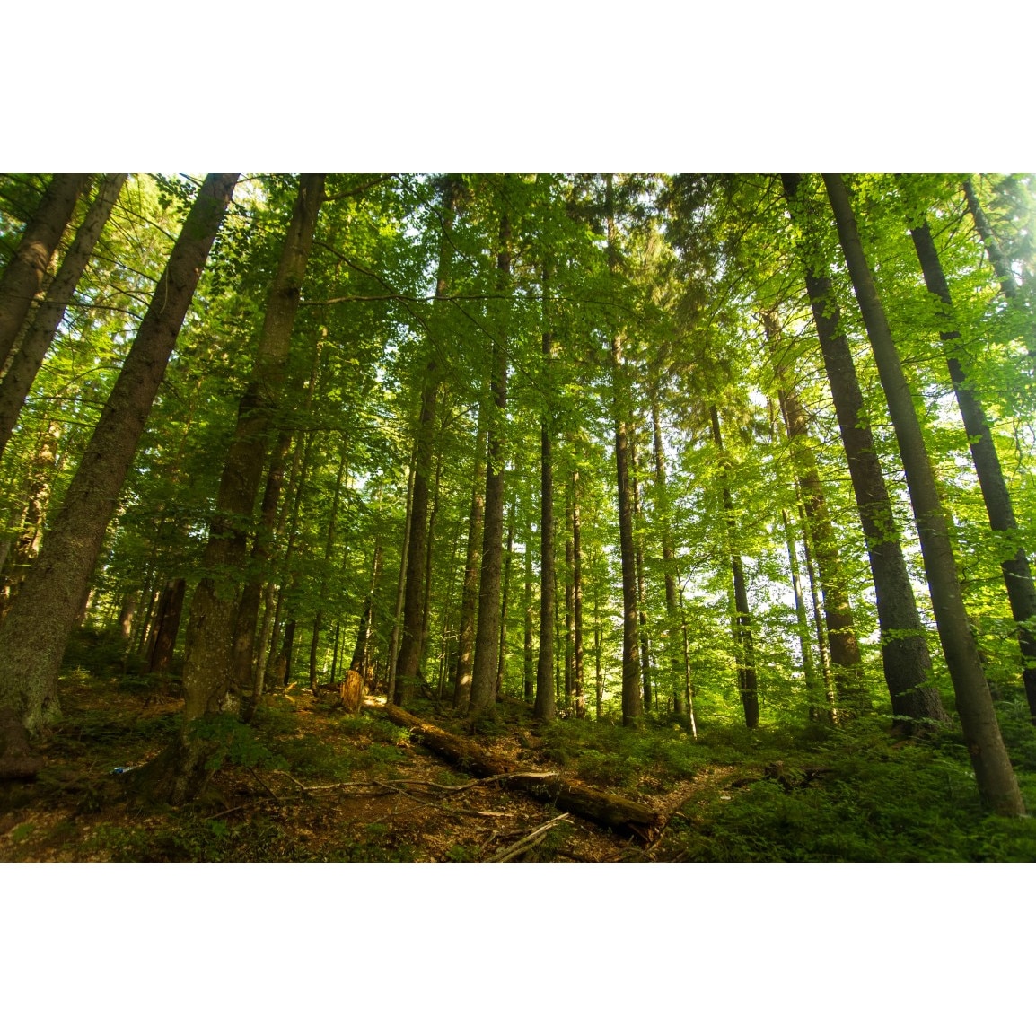 Tablou canvas Padure57 de pin, 45 x 30 cm