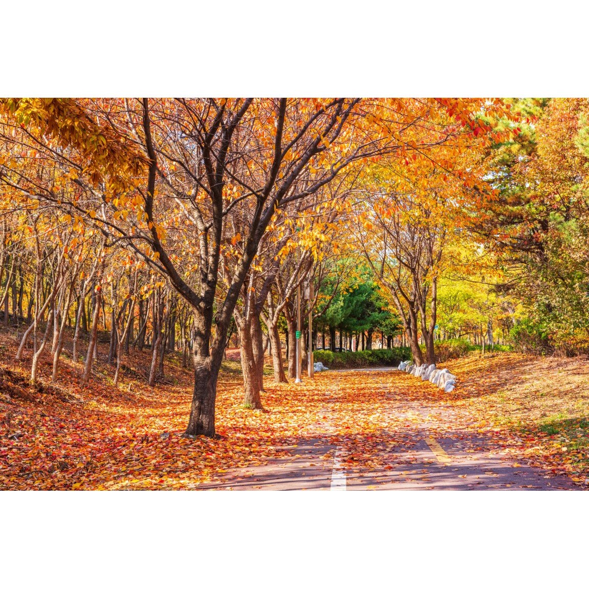 Tablou canvas Padure54 toamna, 90 x 60 cm