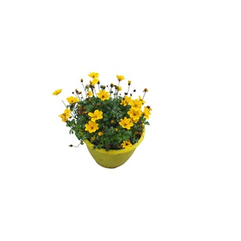Bidens in ghiveci, 20cm Bidens in ghiveci, 20cm