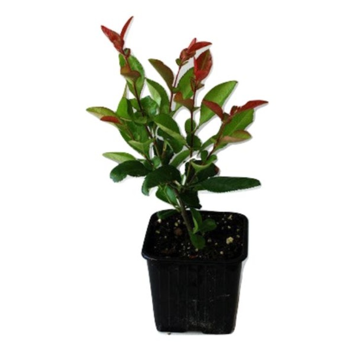 Photinia fraseri Corallina 15-20 cm - eMAG.ro