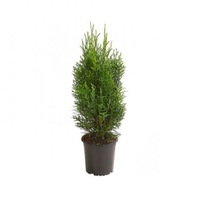 tuia - thuja occidentalis smaragd 60-70 cm imagen 11_0_
0