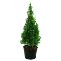 molid picea glauca conica december 60-70 cm imagen 14_0_
0