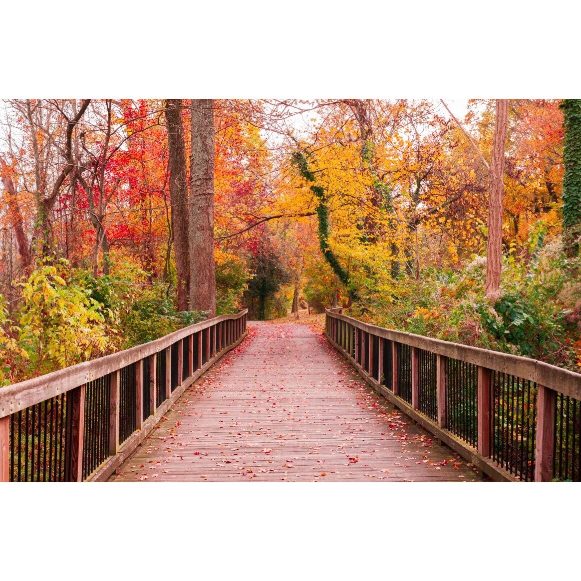 Tablou canvas Pod in padure toamna, 45 x 30 cm