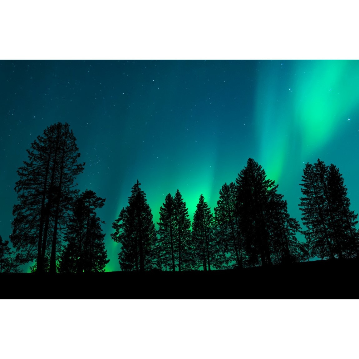 Tablou canvas Univers11 Padure printre stele, 105 x 70 cm