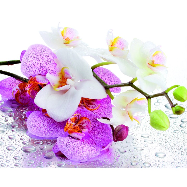 Panou sticla decorativa bucatarie 600 x 900 mm Orhidee, Silicon de montaj inclus