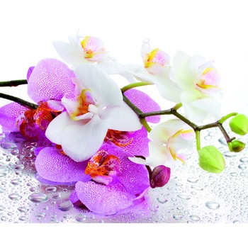 Panou sticla decorativa bucatarie 650 x 650 mm Orhidee, Silicon de montaj inclus Panou sticla decorativa bucatarie 650 x 650 mm Orhidee, Silicon de montaj inclus