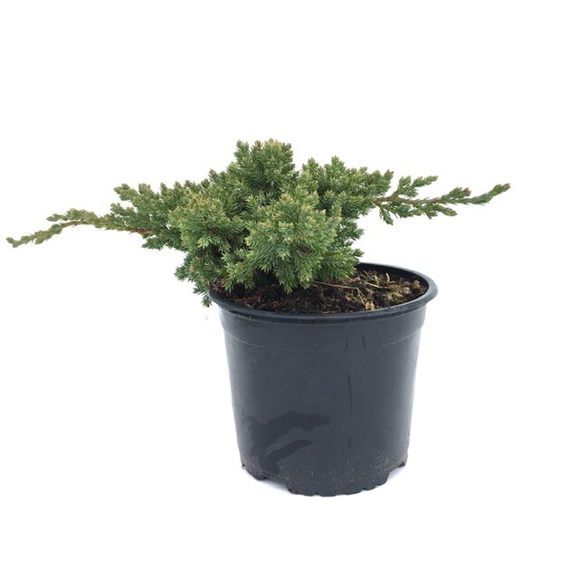 Ienupar tarator - Juniperus Procumbens Nana 5 - 10 cm