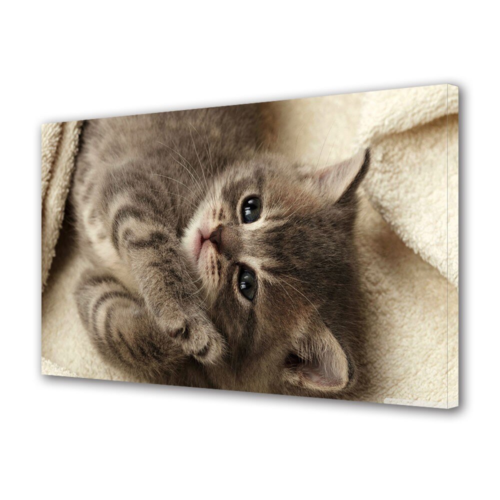 Tablou Canvas Animale Pisicuta draguta, 20 x 30 cm