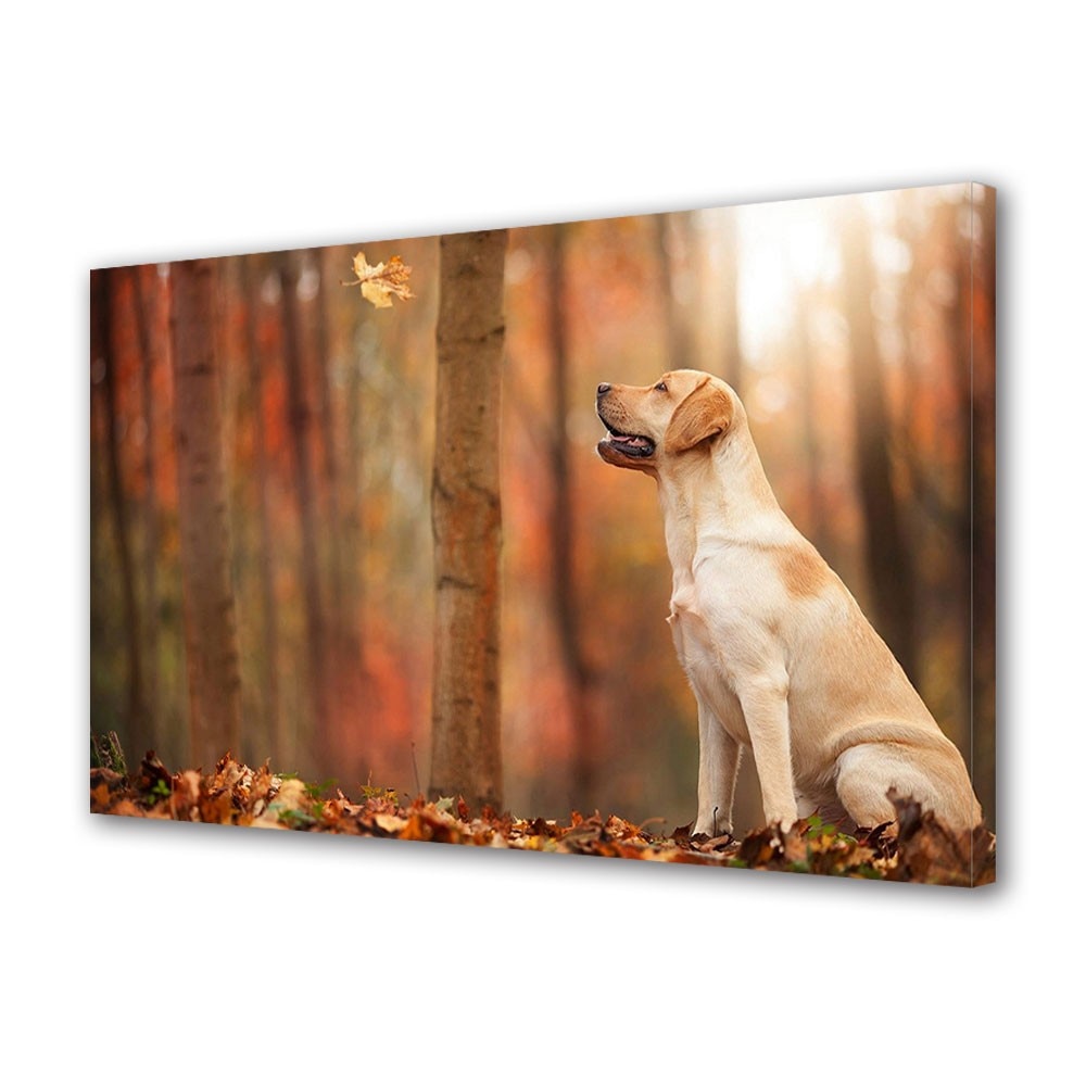 Tablou Canvas Animale Caine in padure toamna, 20 x 30 cm