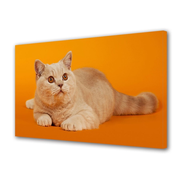 Tablou Canvas Animale Pisica pe fundal portocaliu, 40 x 60 cm