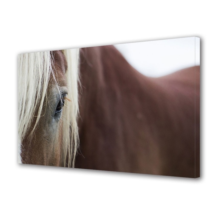 Tablou Canvas Animale Cal maro, 30 x 45 cm