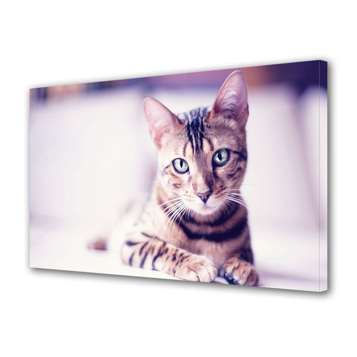 Tablou Canvas Animale Pisica se uita la tine, 60 x 90 cm