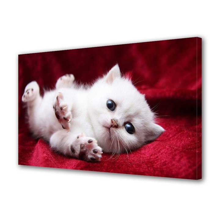 Tablou Canvas Animale Pisicuta alba, 40 x 60 cm