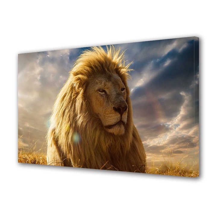 Tablou Canvas Animale Lion King 3, 30 x 45 cm
