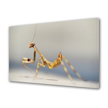 Cauți Calugarita Insecta Alege Din Oferta Emag Ro