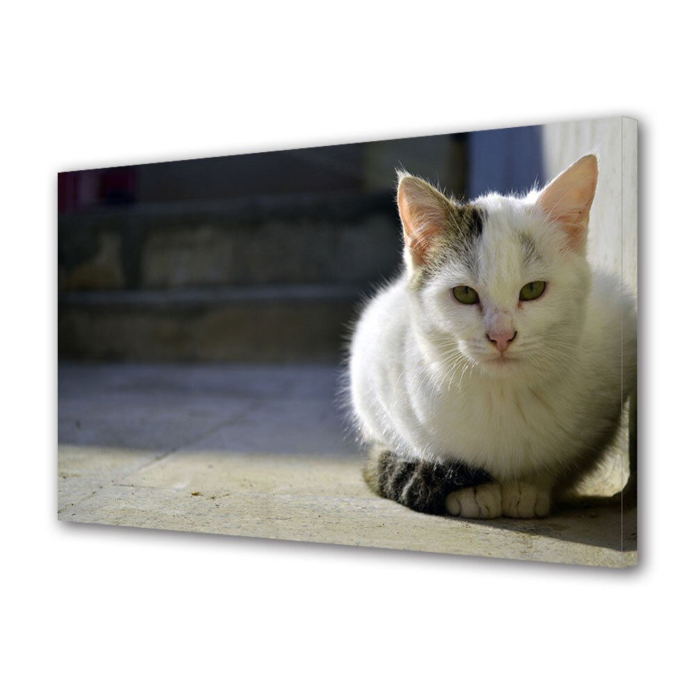 Tablou Canvas Animale Pisica persana, 20 x 30 cm