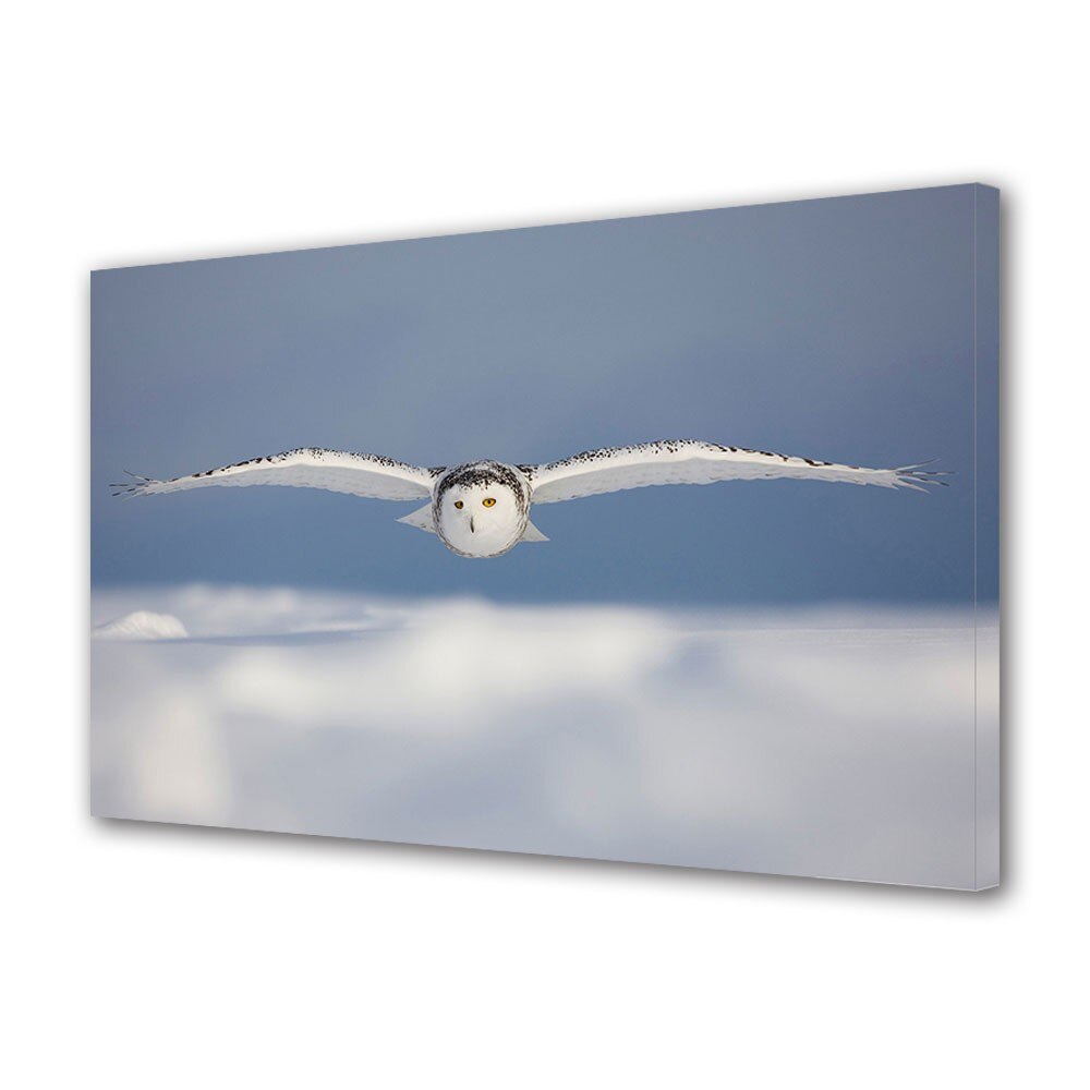 Tablou Canvas Animale Bufnita alba, 80 x 120 cm
