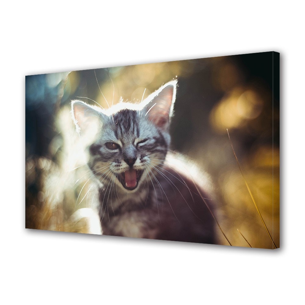 Tablou Canvas Animale Pisica somnoroasa, 20 x 30 cm