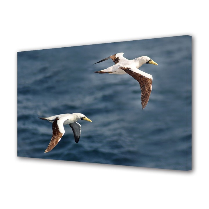 Tablou Canvas Animale Pescarusi mici, 20 x 30 cm