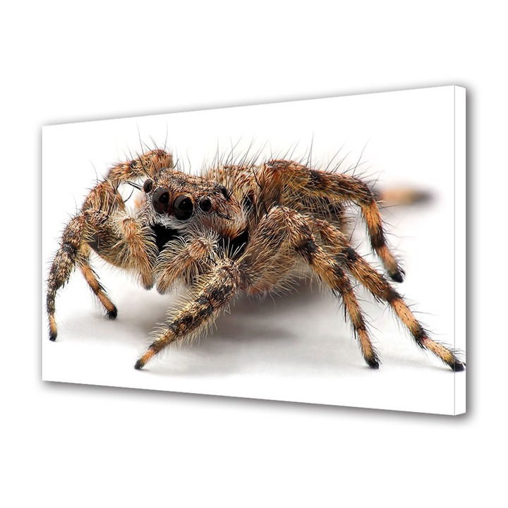 Tablou Canvas Animale Paianjen tarantula, 30 x 45 cm