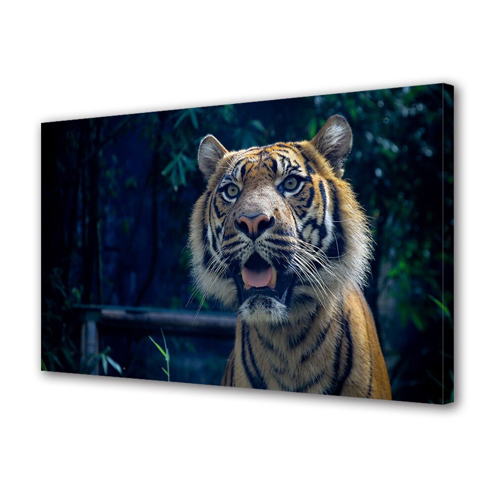 Tablou Canvas Animale Tigru curios, 40 x 60 cm