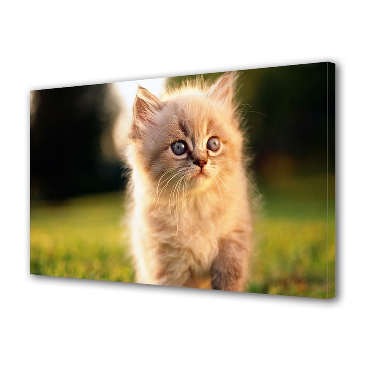 Tablou Canvas Animale Pui de pisica pufos, 40 x 60 cm