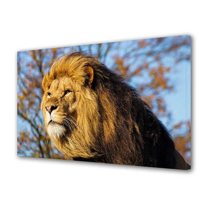 Tablou Canvas Animale Leu la panda, 20 x 30 cm