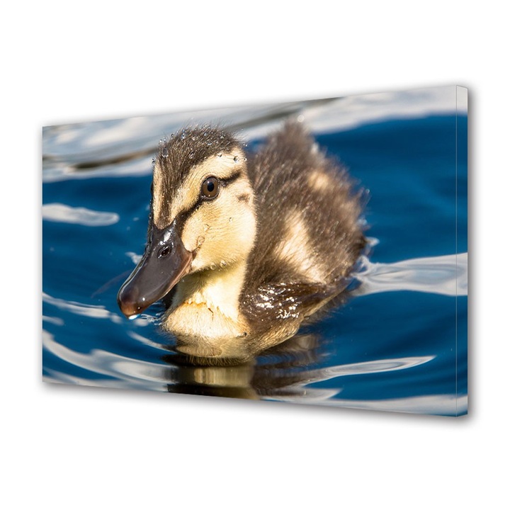 Tablou Canvas Animale Cal de rasa Thoroughbred, 20 x 30 cm