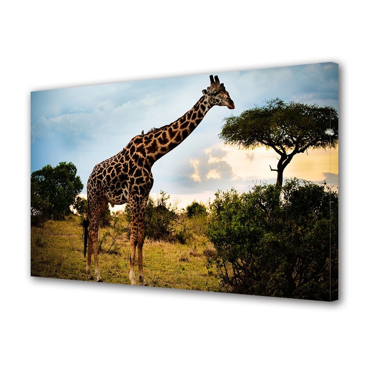 Tablou Canvas Animale Calaret Texan, 20 x 30 cm