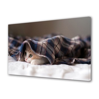 Tablou Canvas Animale Pisica jucausa sub paturica, 20 x 30 cm Tablou Canvas Animale Pisica jucausa sub paturica, 20 x 30 cm