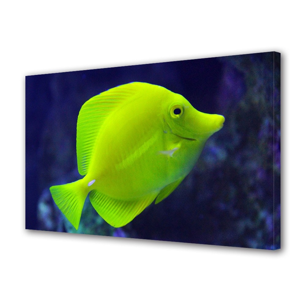 Tablou Canvas Animale Peste verde in Oceanul Pacific, 40 x 60 cm