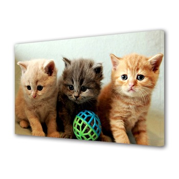Tablou Canvas Animale Trei pisici, 40 x 60 cm Tablou Canvas Animale Trei pisici, 40 x 60 cm