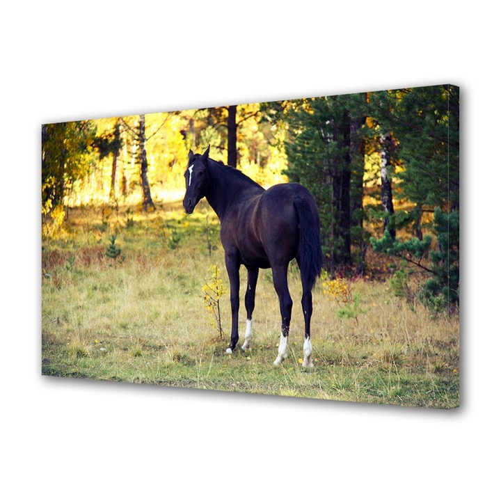 Tablou Canvas Animale Cal negru in padure, 20 x 30 cm
