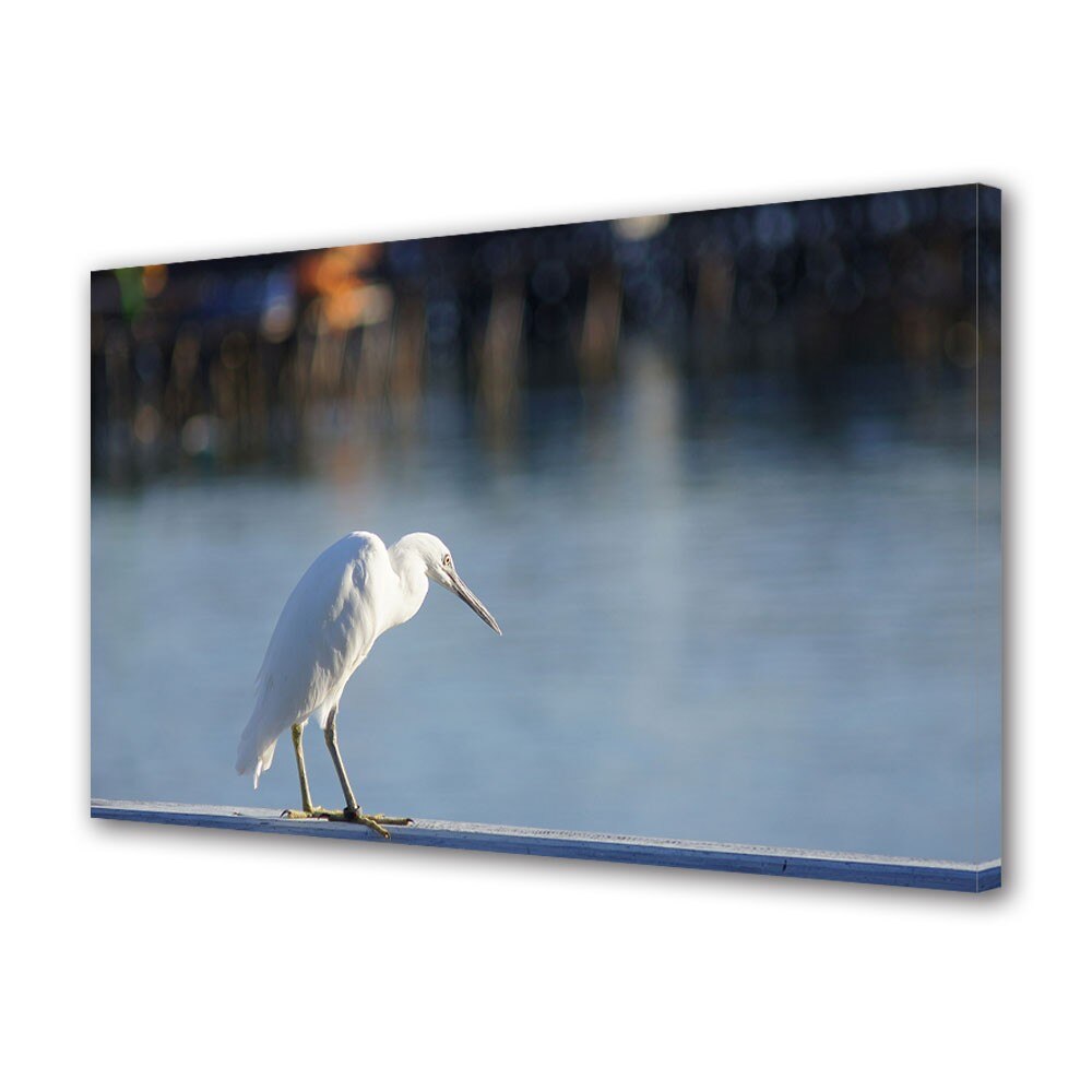 Tablou Canvas Animale Pescarus alb, 20 x 30 cm