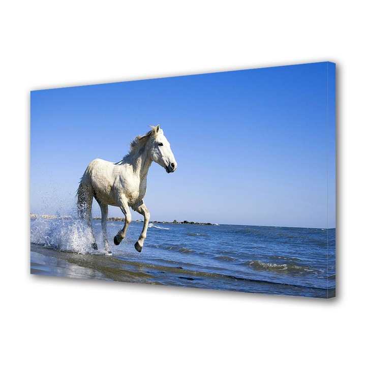 Tablou Canvas Animale Cu calul pe plaja, 20 x 30 cm