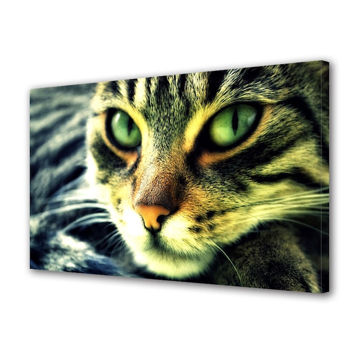 Tablou Canvas Animale Pisica rasfatata, 40 x 60 cm