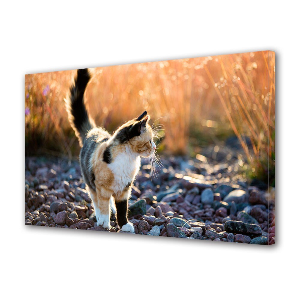 Tablou Canvas Animale Pisica in gradina, 20 x 30 cm