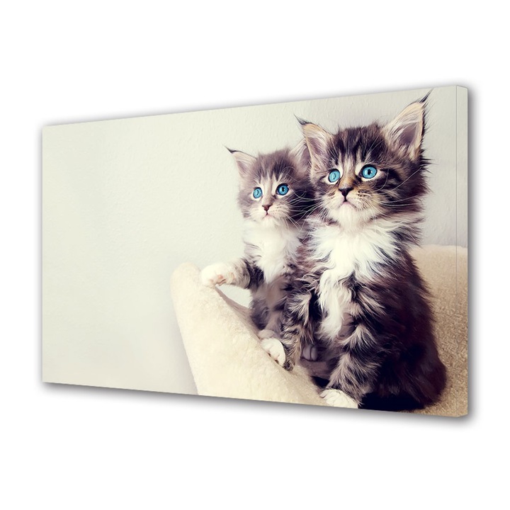 Tablou Canvas Animale Pisici dragute, 30 x 45 cm