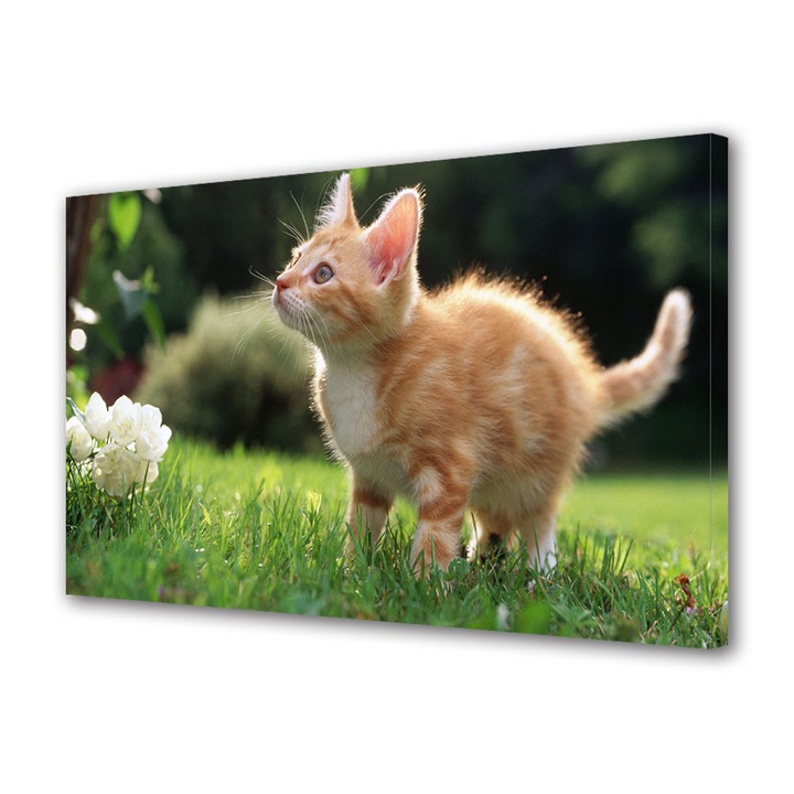 Tablou Canvas Animale Pisica portocalie la joaca, 30 x 45 cm
