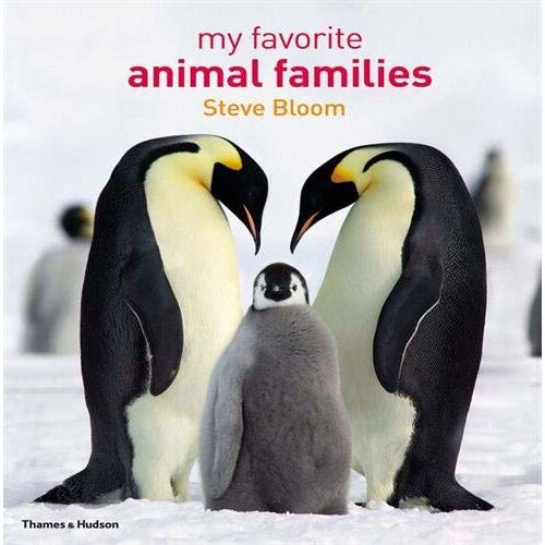My Favourite Animal Families - Steve BloomDavid Henry Wilson