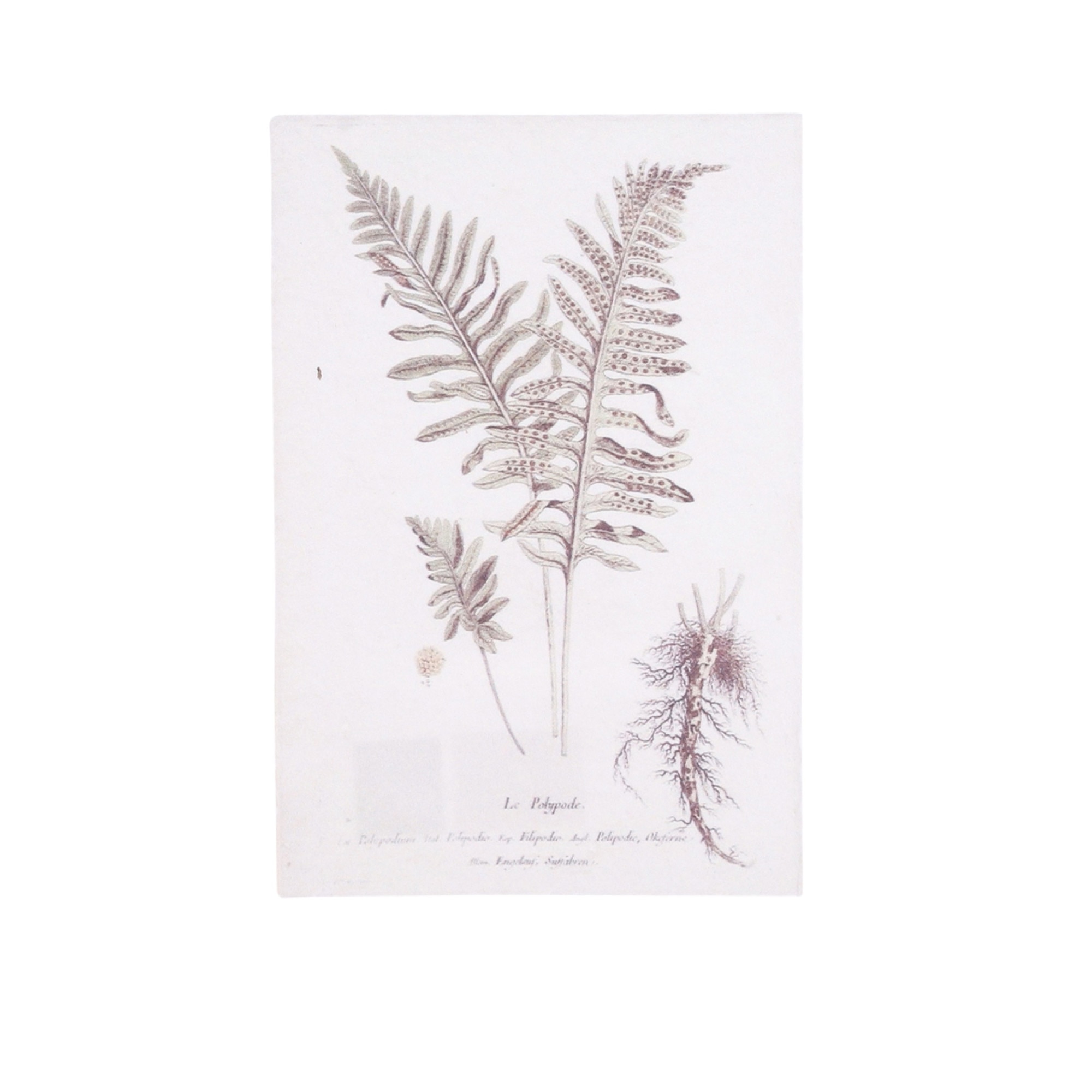 Decoratiune print hartie reciclata, Botanical, 38,5x27,5 cm
